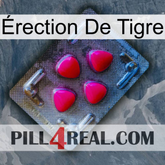 Érection De Tigre 13